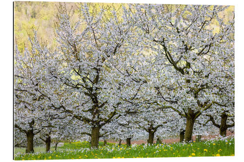 Tableau en plexi-alu Spring of Cherry Blossoms