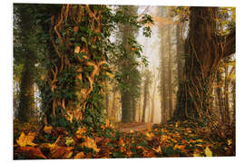 Foam board print A Magical Dutch Forest in Autumn