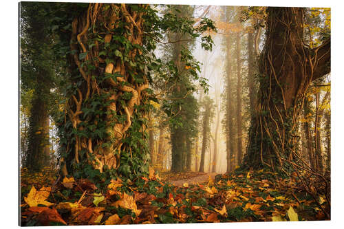 Gallery print A Magical Dutch Forest in Autumn