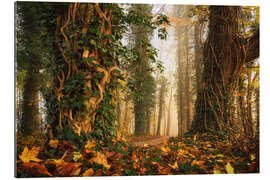 Gallery print A Magical Dutch Forest in Autumn