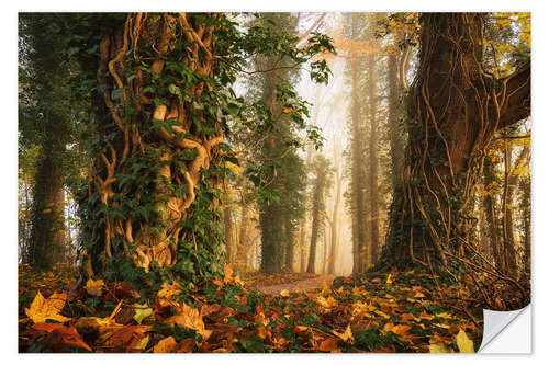 Sticker mural A Magical Dutch Forest in Autumn