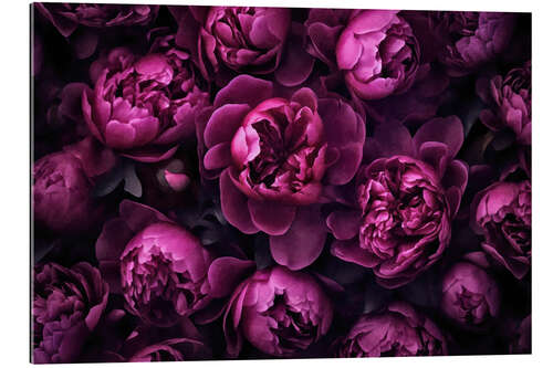 Gallery print Purple Peonies