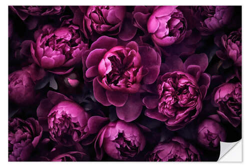 Selvklebende plakat Purple Peonies