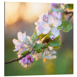 Cuadro de aluminio Apple Blossoms in the Evening Light