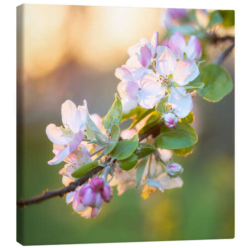 Canvastavla Apple Blossoms in the Evening Light