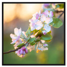 Gerahmter Kunstdruck Apfelblüten im Abendlicht