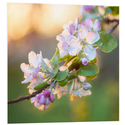 Tableau en PVC Apple Blossoms in the Evening Light