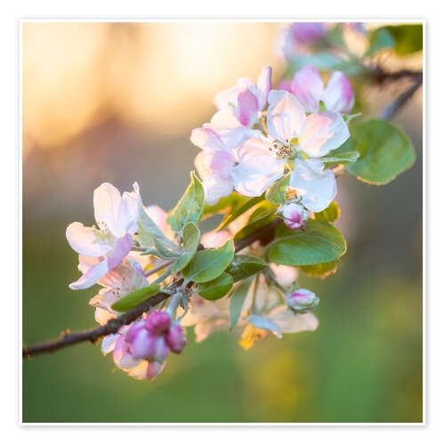 Poster Apfelblüten im Abendlicht