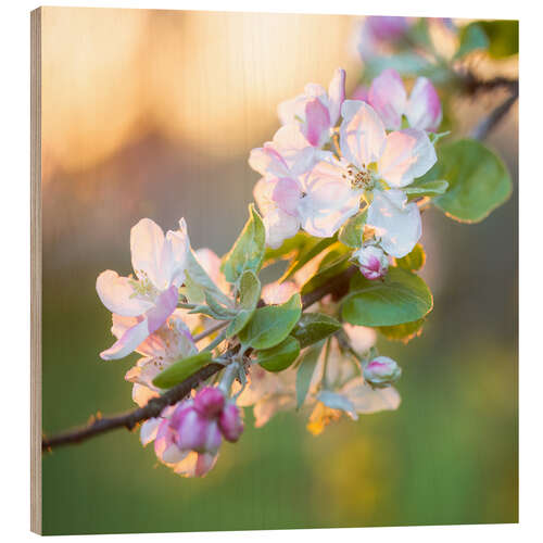 Wood print Apple Blossoms in the Evening Light