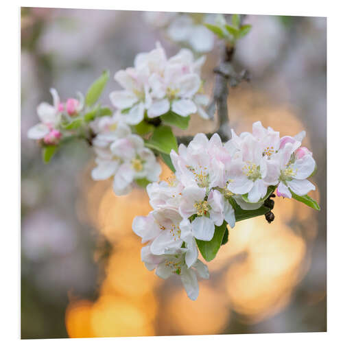 Foam board print Apple Blossoms