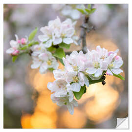 Vinilo para la pared Apple Blossoms