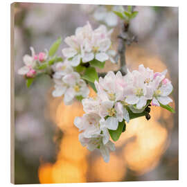 Wood print Apple Blossoms