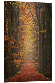 Foam board print Colorful Forest Alley