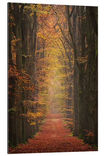 Cuadro de plexi-alu Colorful Forest Alley