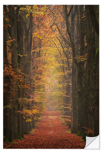 Selvklebende plakat Colorful Forest Alley