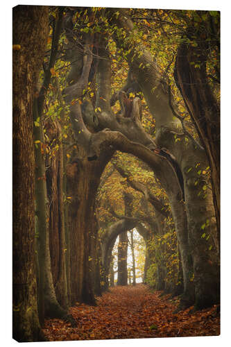 Lienzo Tree tunnel in the Netherlands