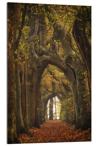 Tableau en plexi-alu Tree tunnel in the Netherlands