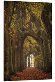 Magnettafel Baumtunnel in den Niederlanden