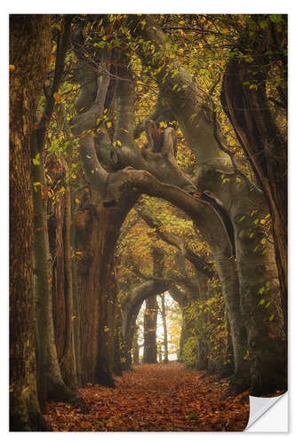 Sticker mural Tree tunnel in the Netherlands