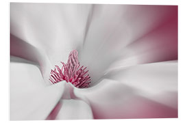 Foam board print Magnolia flower