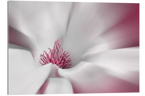 Gallery print Magnolia flower