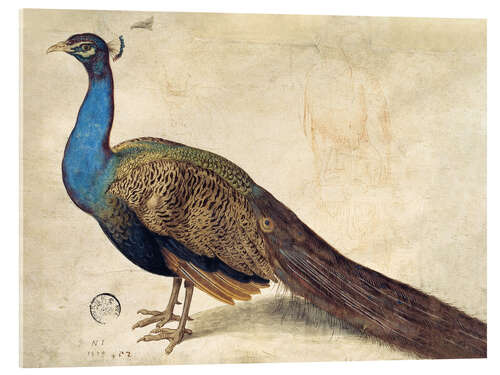 Acrylic print Peacock, Nicolaus Juvenel, 1559