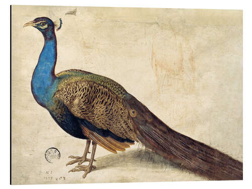 Alumiinitaulu Peacock, Nicolaus Juvenel, 1559