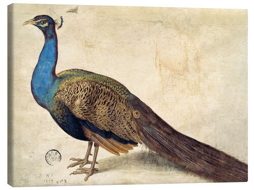 Canvas print Peacock, Nicolaus Juvenel, 1559