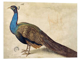 Foam board print Peacock, Nicolaus Juvenel, 1559