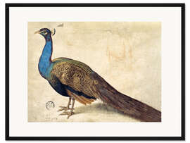 Gerahmter Kunstdruck Pfau, Nicolaus Juvenel, 1559