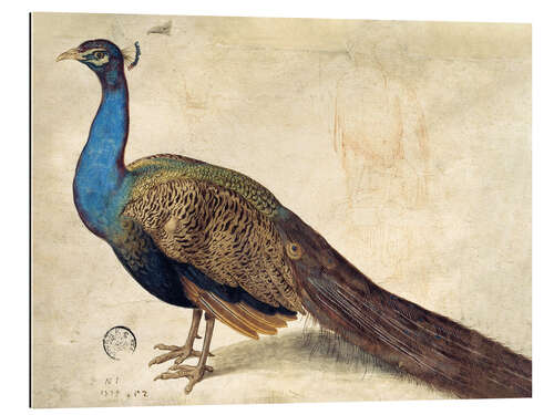 Galleritryk Peacock, Nicolaus Juvenel, 1559