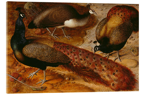 Akrylbillede Three Peacocks, 1566