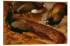 Magnettafel Drei Pfauen, 1566