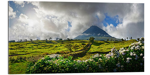 Gallery print Pico volcano with hydrangea flowers, Azores