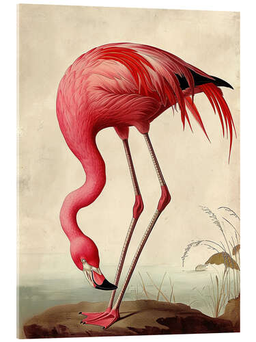 Acrylic print Pink Flamingo after Audubon