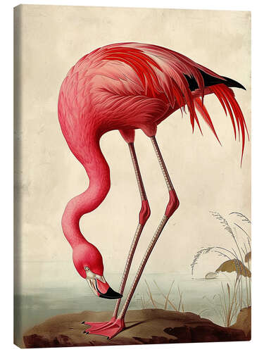 Obraz na płótnie Pink Flamingo after Audubon