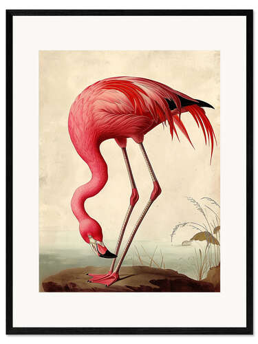 Framed art print Pink Flamingo after Audubon