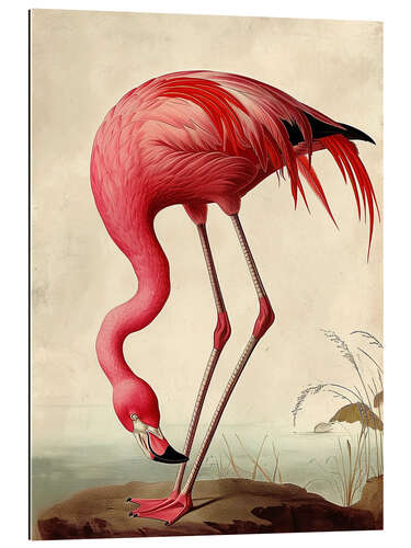 Galleritryk Pink Flamingo after Audubon