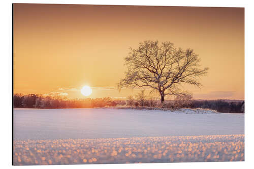 Print på aluminium Lonely tree in a winter landscape