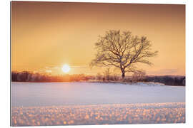 Tableau en plexi-alu Lonely tree in a winter landscape