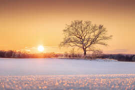Magnettafel Einsamer Baum in winterlicher Landschaft