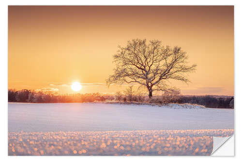 Selvklæbende plakat Lonely tree in a winter landscape