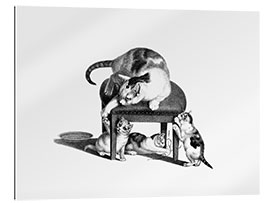 Gallery print Cat on Stool