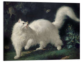 Acrylic print Angora Cat Chasing a Butterfly