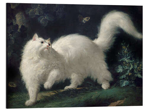 Aluminium print Angora Cat Chasing a Butterfly