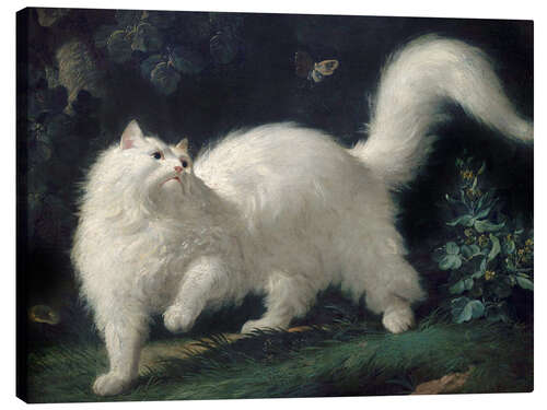 Lerretsbilde Angora Cat Chasing a Butterfly