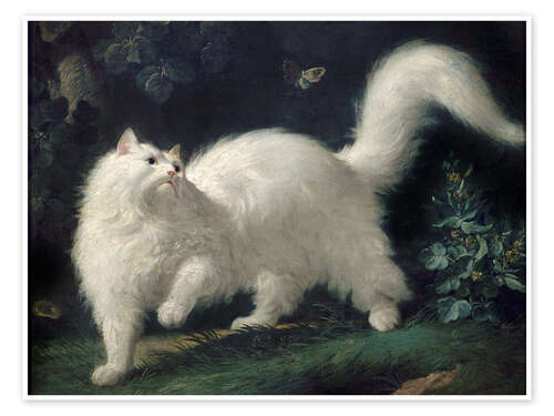 Juliste Angora Cat Chasing a Butterfly