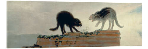 Acrylic print Riña de gatos (cat fight)