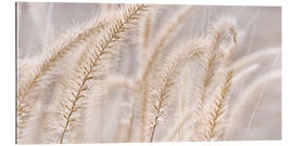 Gallery print African Pennisetum