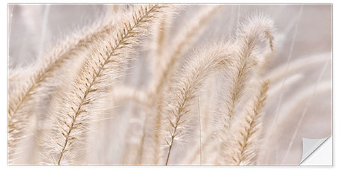 Selvklebende plakat African Pennisetum